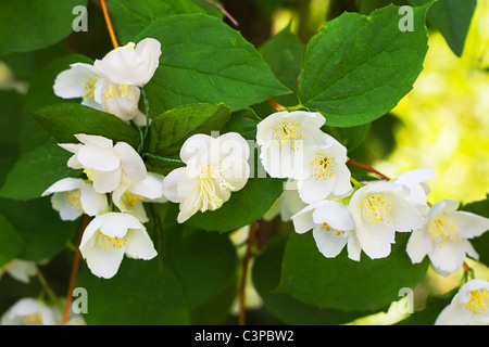 Trovare fiori artificiali nel ramo blooming jasmine Foto Stock