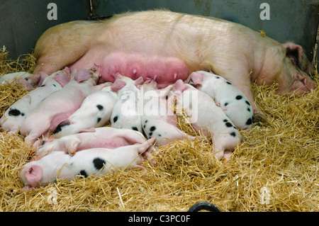 Gloucestershire Gloustershire vecchio spot di suinetti di allattamento sulla loro madre maiale Foto Stock