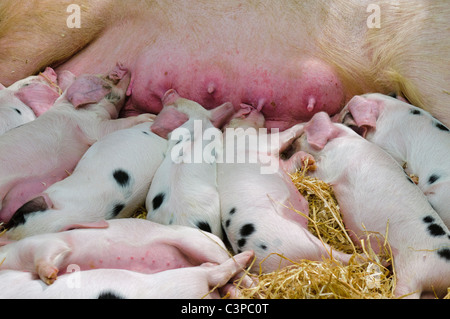 Gloucestershire Gloustershire vecchio spot di suinetti di allattamento sulla loro madre maiale Foto Stock