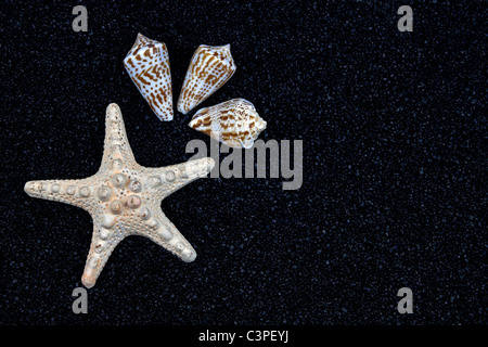 Un bianco di stelle marine e conchiglie sulla sabbia nera Foto Stock