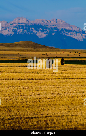 Le balle di erba medica sedersi in un campo esterno di Choteau; Montana; in attesa di essere impilati per stoccaggio invernale Foto Stock