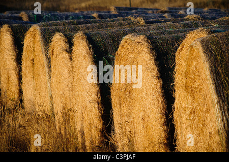 Le balle di erba medica sedersi in un campo esterno di Choteau; Montana; in attesa di essere impilati per stoccaggio invernale Foto Stock