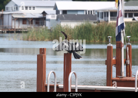 Anhinga asciugando le sue ali Foto Stock