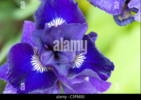 Iris sibirica, 'Shirley Papa". Siberian iris Foto Stock