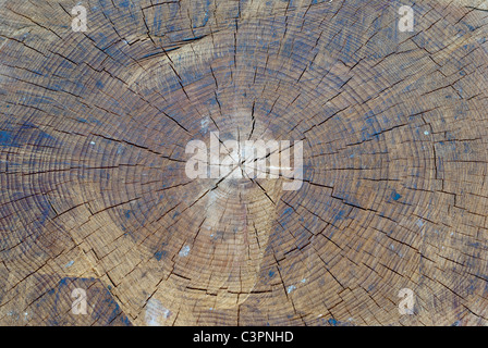 Chiudere fino in legno del tronco di albero che mostra gli anelli di età e linee Foto Stock