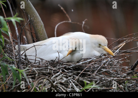 Bubulcus ibis di uova da cova in un nido Foto Stock