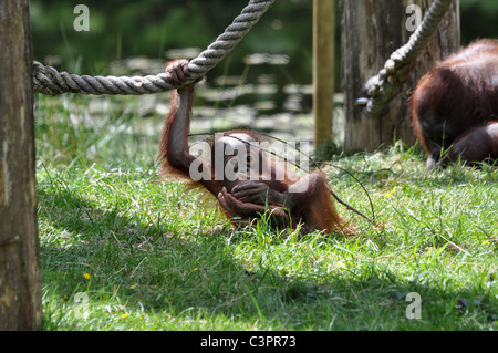 Baby Orangutan giocare intorno allo zoo Foto Stock