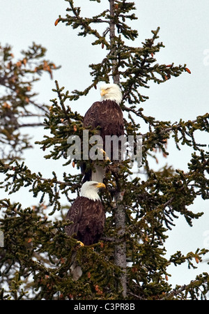 Una coppia di nidificazione di aquile calve (Haliaeetus leucocephalus) Pesce persico in una struttura ad albero in Alaska. Foto Stock