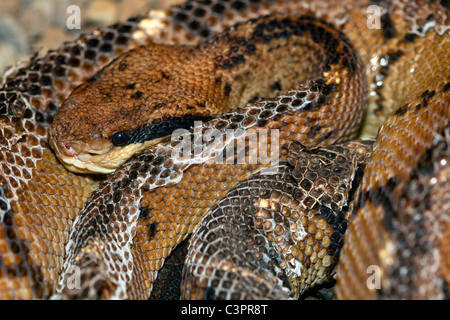 Un infame America Centrale (bushmaster Lachesis stenophrys) snake in Costa Rica. Foto Stock