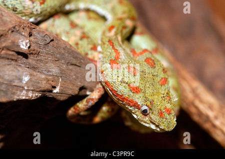 Un velenoso fossa di ciglia viper (Bothriechis schlegelii) in Costa Rica. Foto Stock