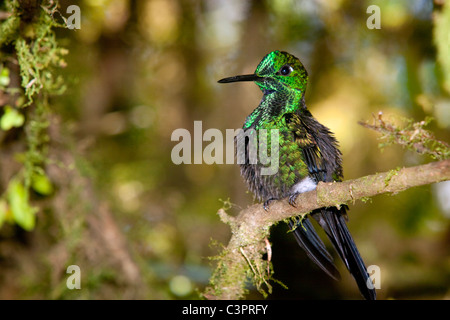 Un verde brillante incoronato (Heliodoxa jacula) hummingbird poggia su un ramo in Costa Rica. Foto Stock