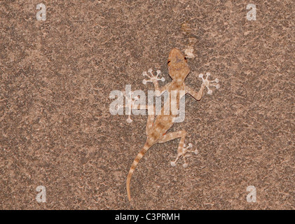 Una ventola-dita (gecko Ptyodactylus guttatus) tenta di fondersi con una chiamata in Israele. Foto Stock