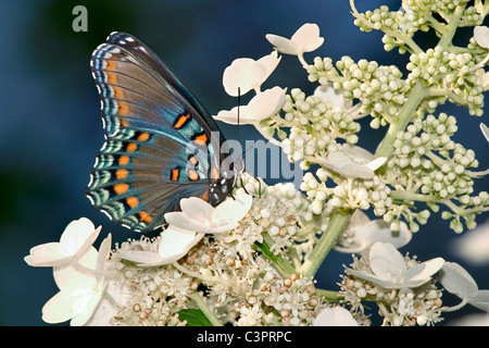 Una splendida farfalla, Red-Spotted viola in vista di profilo, Limenitis arthemis astianatte Foto Stock