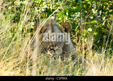 Giovane maschio lion in appoggio semi-nascoste da erba Foto Stock