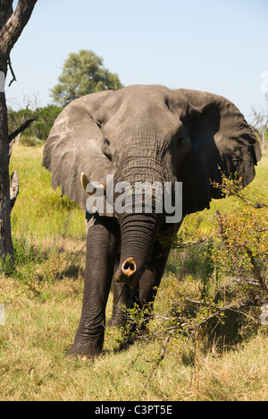 Bull dell' elefante africano con singolo brosmio (Loxodonta africana) carica di scherno. Foto Stock
