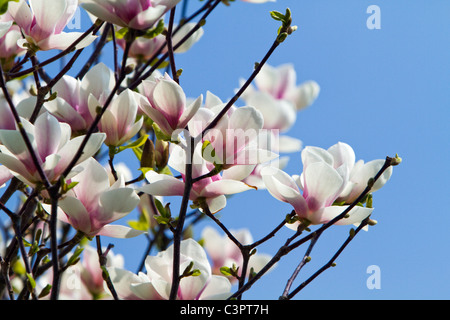 Magnolia Foto Stock