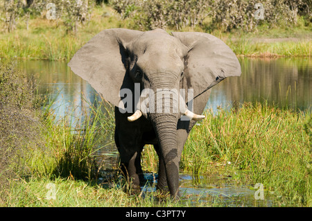 Toro giovane elefante africano (Loxodonta africana) carica di scherno. Foto Stock