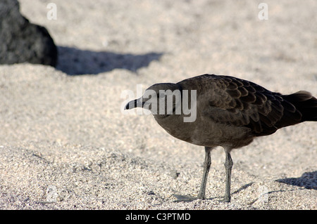 Gabbiano di lava (larus fuliginosus) sulla sabbia, Galapgos isole, Ecuador Foto Stock