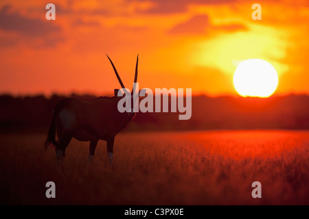 Africa, Botswana, gemsbok nella Central Kalahari Game Reserve di sunrise Foto Stock