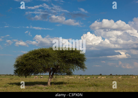 Africa, Botswana, animali nella Central Kalahari Game Reserve Foto Stock