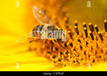 Bee la raccolta del polline di girasole Foto Stock