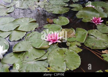 Rosa Ninfee nello stagno Foto Stock