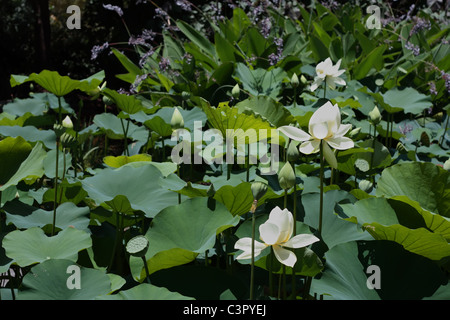 White Lotus fiori che sbocciano in stagno Foto Stock