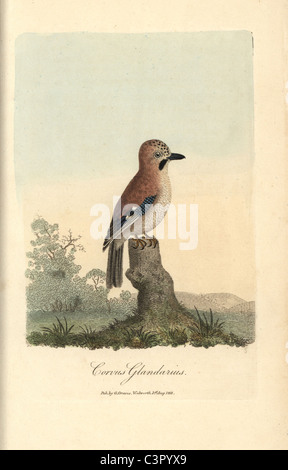 Jay Garrulus glandarius Foto Stock