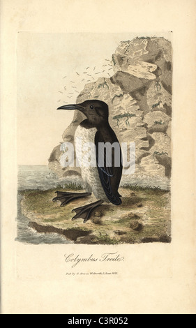 Sciocco guillemot, Colymbus troile, Uria troile. Foto Stock