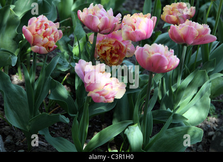 Tulipa Double Fine Angelique, possono fiorire il doppio tulip Foto Stock