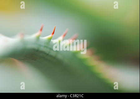 Aloe glauca 'blue aloe' impianto abstract Foto Stock