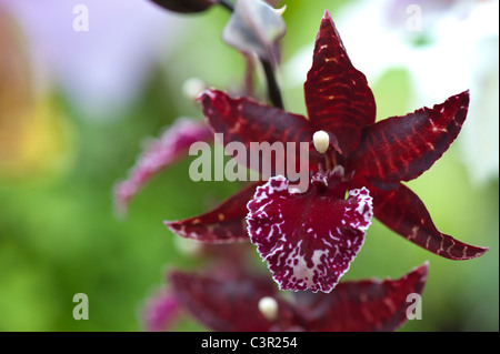 Colmanara Masai orchidea rossa fiore Foto Stock