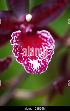 Colmanara Masai orchidea rossa fiore Foto Stock