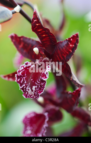 Colmanara Masai orchidea rossa fiore Foto Stock