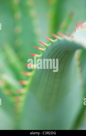 Aloe glauca 'blue aloe' impianto abstract Foto Stock