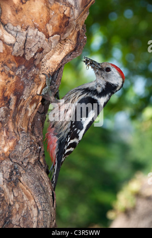 Medio macchie Picchio (Dendrocopos medius) con preda di insetti di fronte il suo nido foro Foto Stock