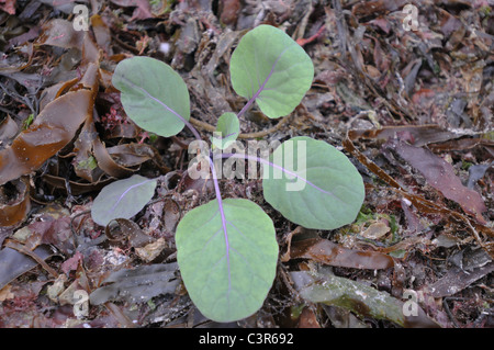 Giovani Bruxelles organico spuntano piante circondato da alghe marine che funge sia da un telone e un deterrente per i tondi. Foto Stock