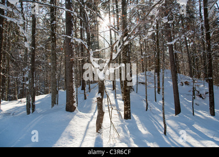 La luce del sole lo streaming attraverso il bosco invernale Foto Stock