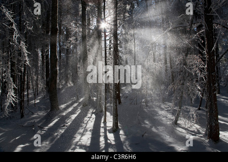 La luce del sole lo streaming attraverso il bosco invernale Foto Stock