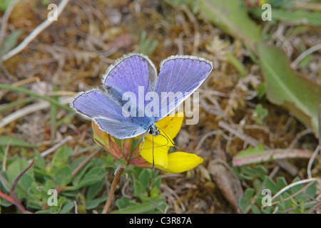 Comune maschio Blue Butterfly alimentazione su uccelli di Trifoglio del piede Foto Stock