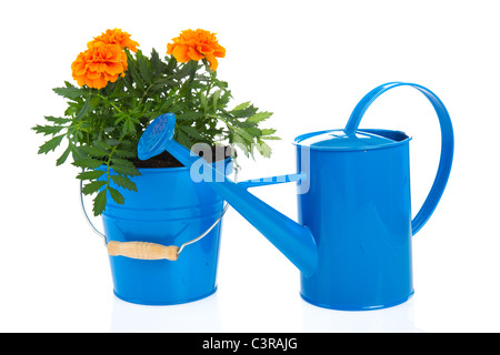 Arancio fiori di tagete in studio su sfondo bianco Foto Stock