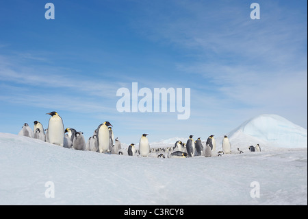 L'Antartide, Penisola Antartica, pinguini imperatore con pulcini su snow hill island Foto Stock