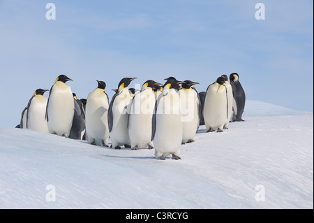 L'Antartide, Penisola Antartica, pinguini imperatore permanente sulla snow hill island Foto Stock