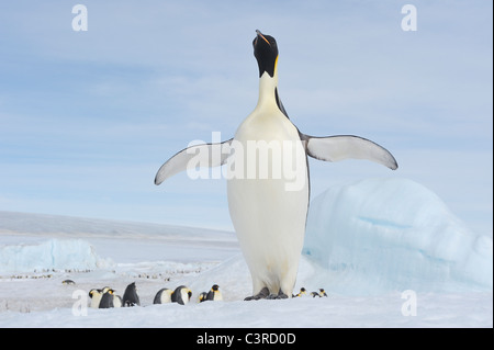 L'Antartide, Penisola Antartica, pinguini imperatore con pulcini su snow hill island Foto Stock