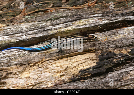 American Five-lined Skink Plestiodon fascciatus Nord America orientale, da UN B Sheldon/Dembinsky Photo Assoc Foto Stock