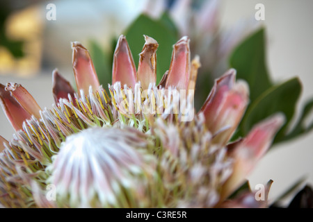 Proteaflower closeup Foto Stock