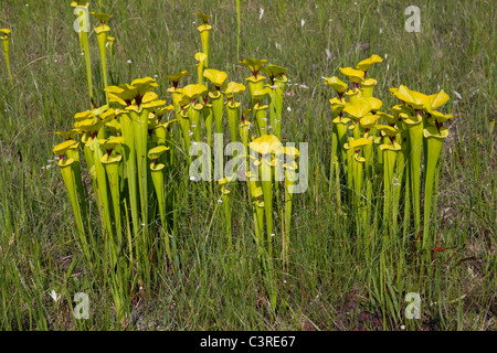 Pianta carnivora giallo o tromba brocca piante Sarracenia flava var rugelii Florida USA Foto Stock