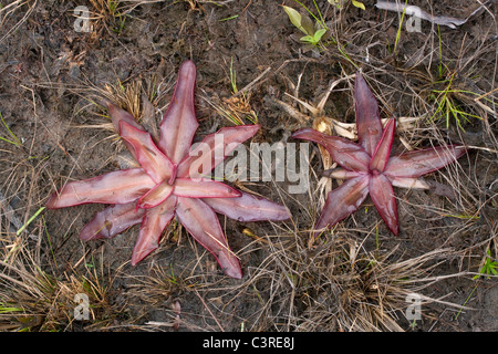 Chapman's Butterwort (Pinguicula planifolia), palude di infiltrazioni, pianura costiera del Golfo, ecosistema di pini a foglia lunga, se USA, di Dembinsky Photo Assoc Foto Stock