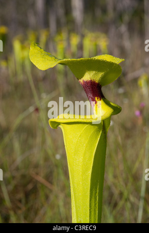 Pianta carnivora giallo o tromba brocca piante Sarracenia flava var rugelii Florida USA Foto Stock