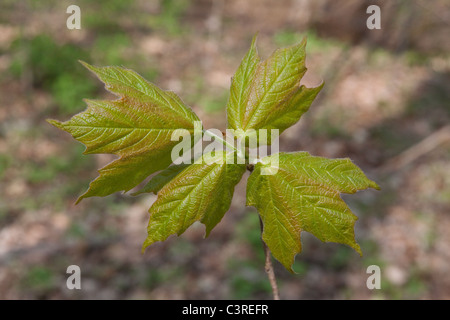 Sviluppo di foglie di acero dello zucchero (Acer saccharum) Primavera dell'Est degli Stati Uniti. Di Carol Dembinsky/Dembinsky Photo Assoc Foto Stock